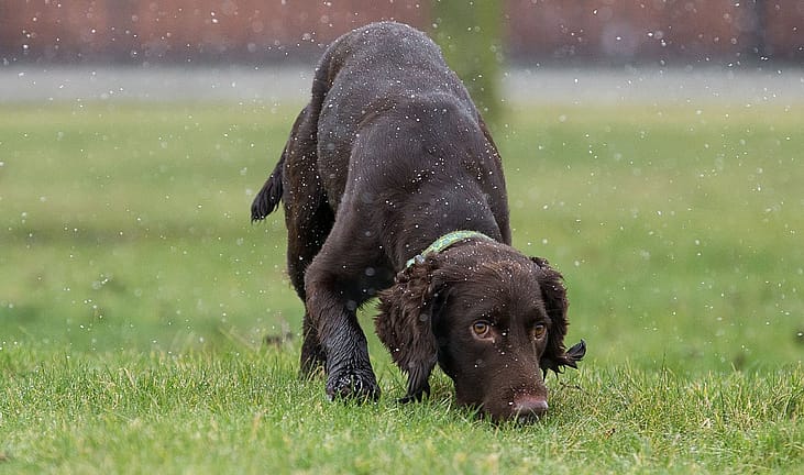 Snipe the dog, sniffs different areas of grass to detect water, in Warrington where it is training to detect underground water leaks by smelling chlorine traces.