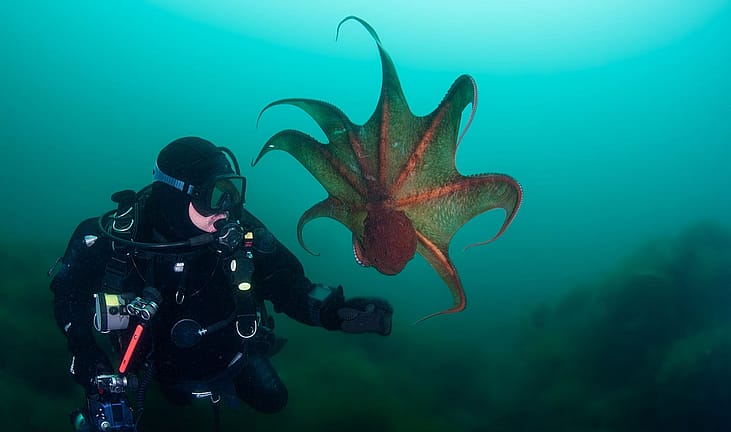 An underwater diver interacting with an octopus.