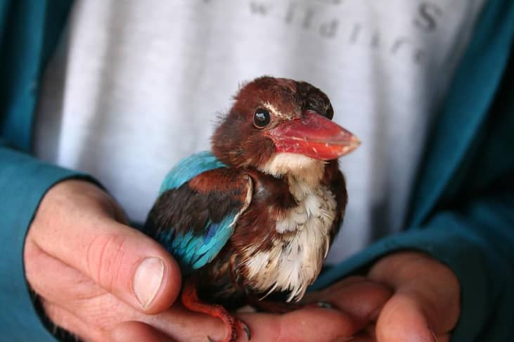 Caring for wildlife