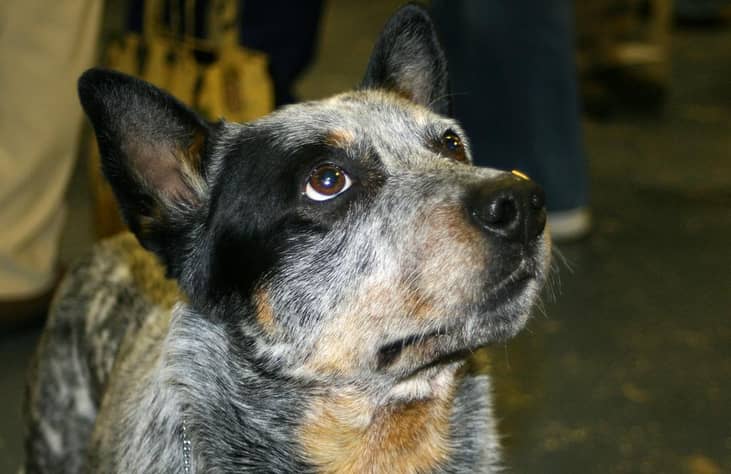 #13. Queensland heeler (cattle dog)