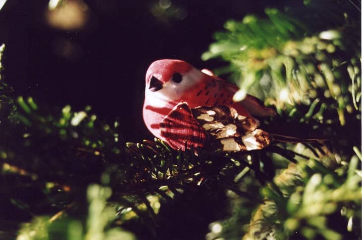 Annual Christmas bird count