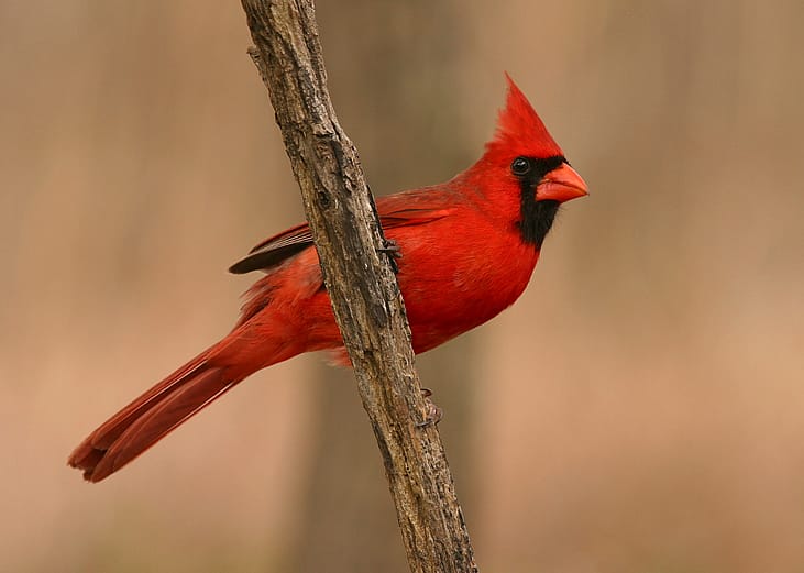 Do you know Colorado's official state symbols?