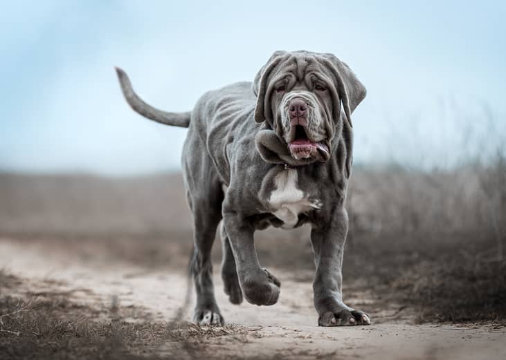 Neapolitan Mastiff puppy walking in a field on a cloudy day.