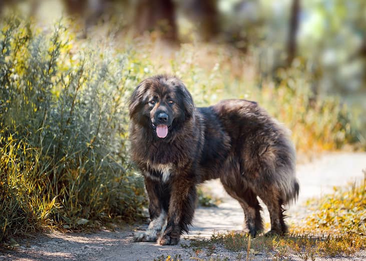 Caucasian shepherd dog standing on path.