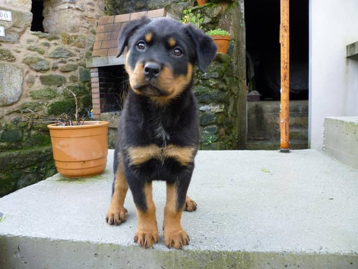 #10. Rottweilers