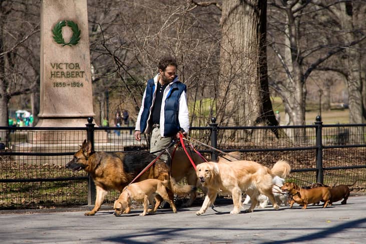 Dog walker