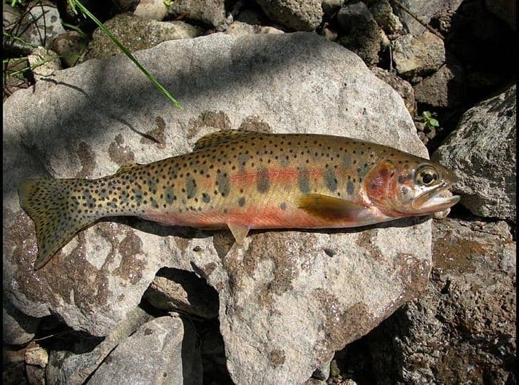 Answer: Montana