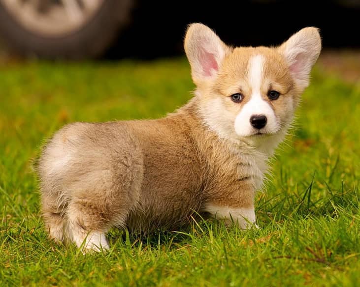 #22. Pembroke Welsh Corgis