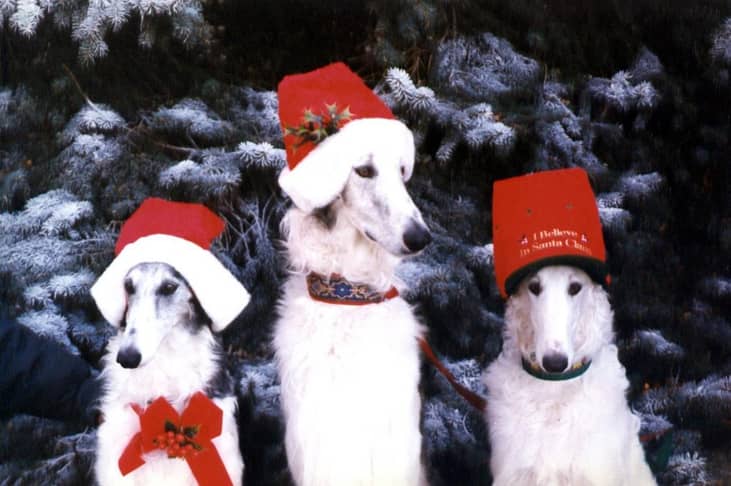 Holiday gifts for four-legged family members