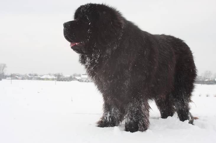 #42. Newfoundlands