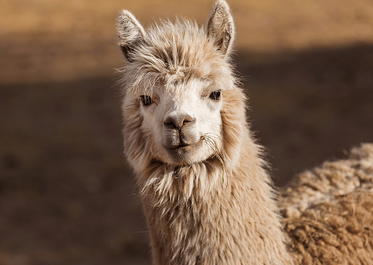 20 examples of therapy animals that aren't dogs