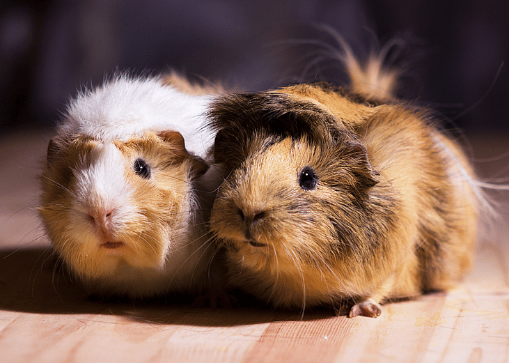 Small furry pets available for adoption in West Palm Beach