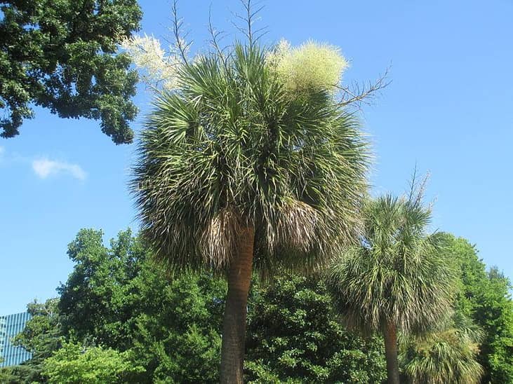 Nickname: The Palmetto State