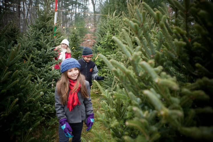 Cutting a fresh Christmas tree