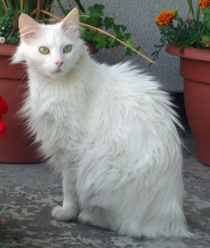 #6. Turkish Angora (tie)