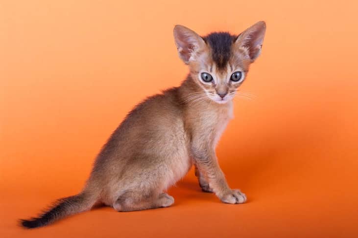 #20. Abyssinian (tie)