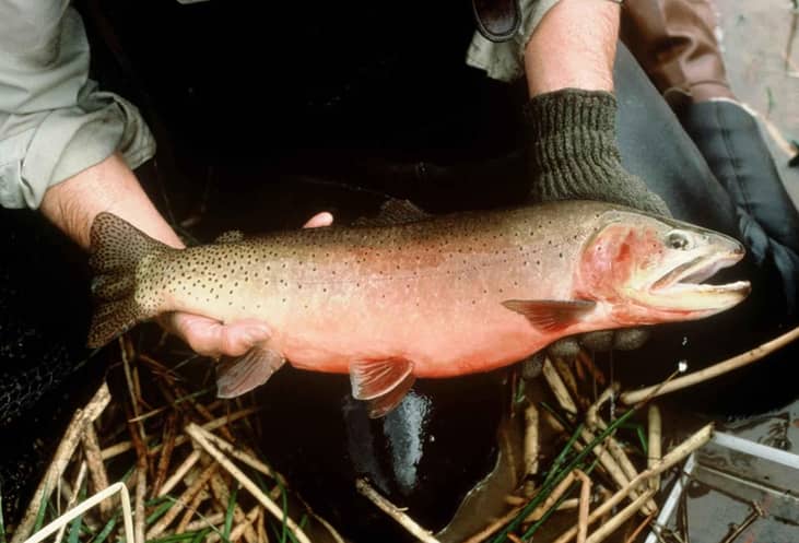 Answer: Colorado
