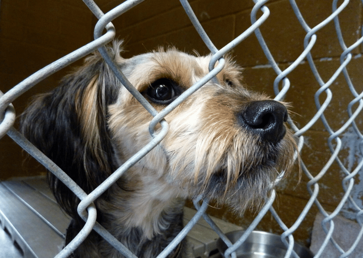 Few states require shelters to report annual data
