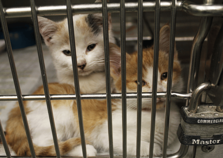 Almost 3 million cats and dogs entered shelters in 2019