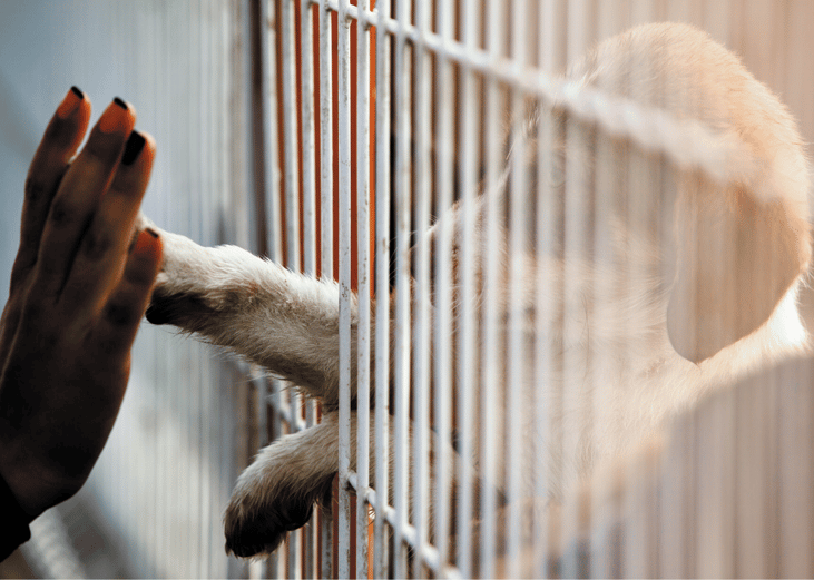 Owner surrender is a major driver of shelter populations