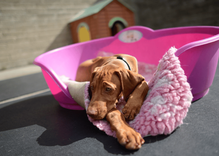 Shelters often charge a surrender fee