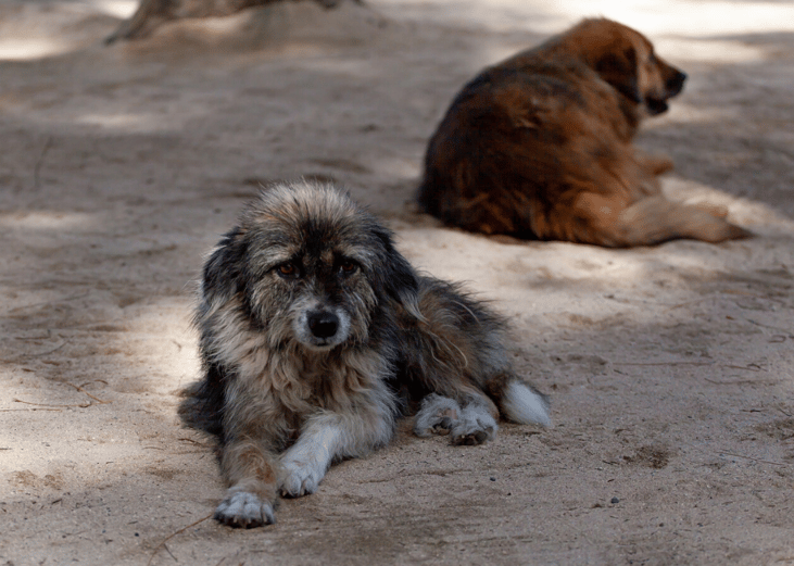 Most animals enter shelters as strays