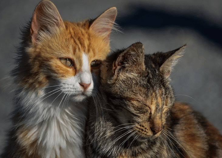 Few strays are ever returned to their owners