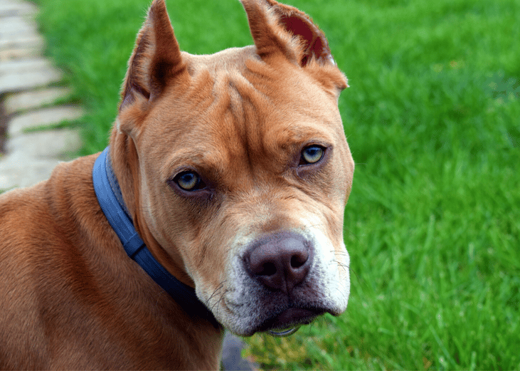 Pit bulls account for 33% of shelter dogs