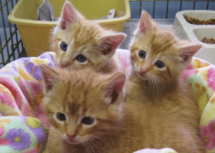 The average age of shelter animals is pretty young