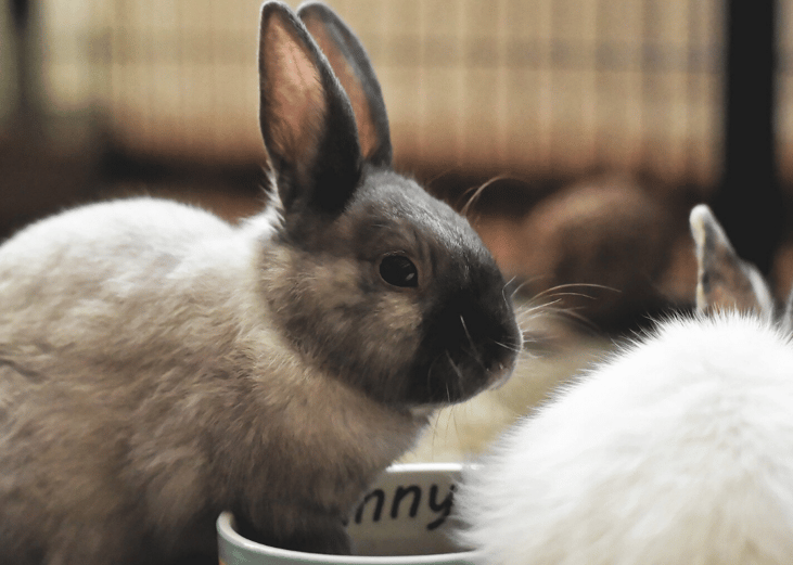 Easter is a leading cause of rabbit abandonment