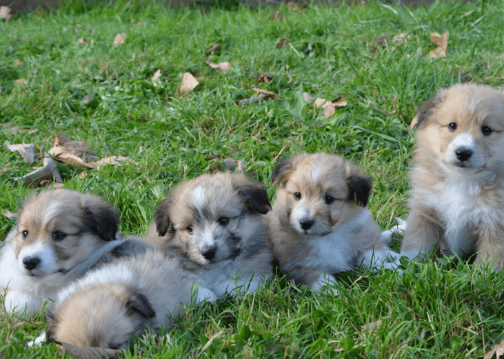 Over 70,000 puppies and kittens are born each day