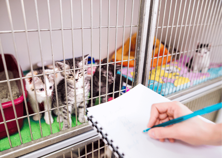 Euthanasia rates at shelters are on the decline