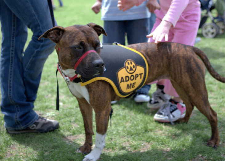 The no-kill movement began in the 1980s