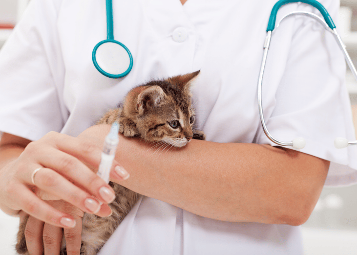 Shelters offer affordable spay and neuter programs