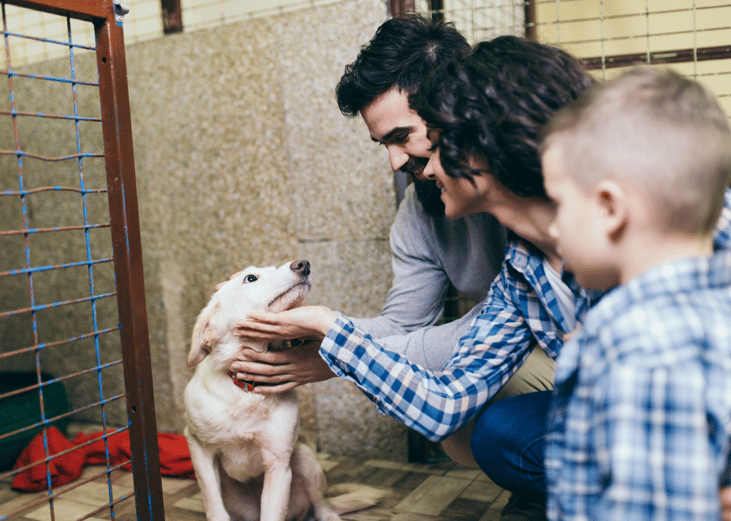 Shelter adoption rates are on the rise