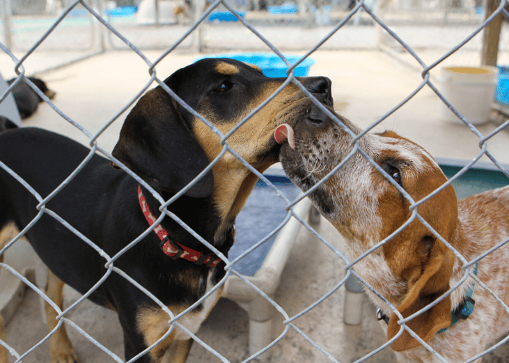 Over 30,000 shelter data records were created in 2018