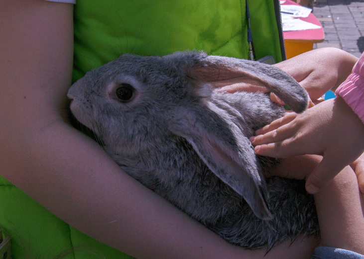 Animal shelters offer educational programs