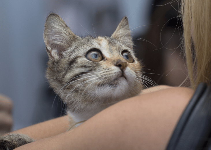 Shelter adoption can be the most cost-effective option