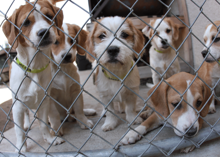 California has the most animal shelters of any state