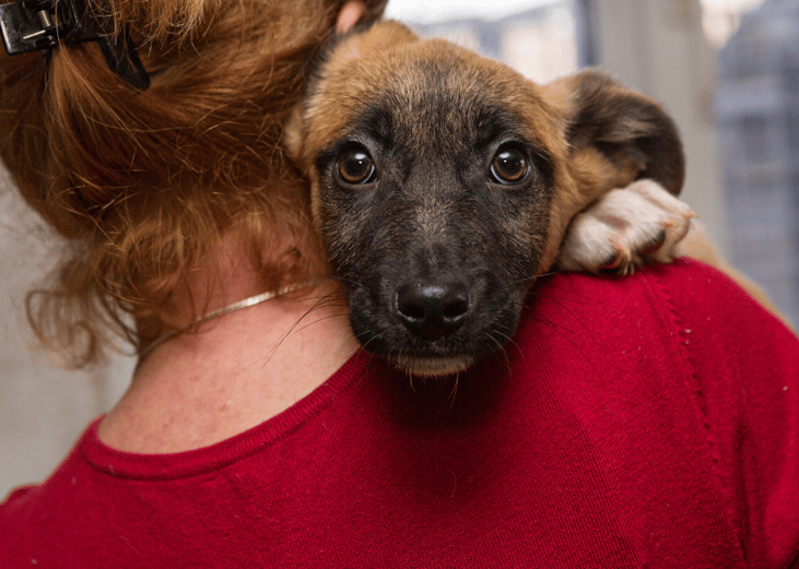 There's a holiday dedicated to shelter pet adoption