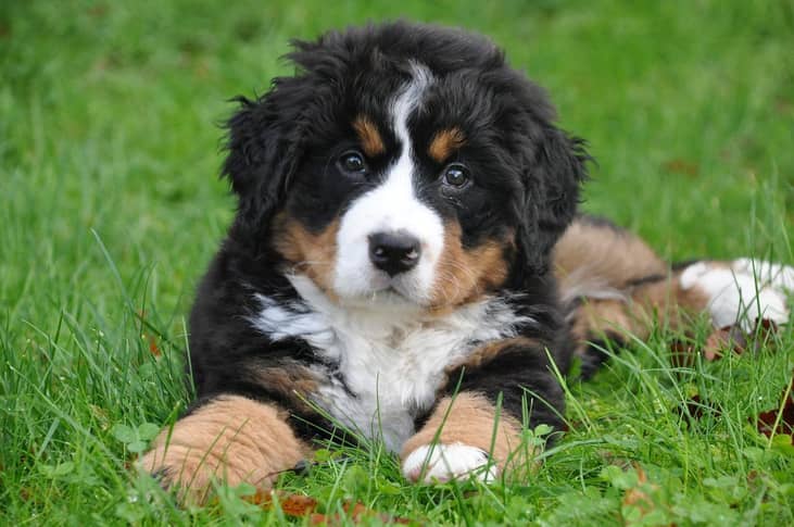 #37. Bernese Mountain Dogs