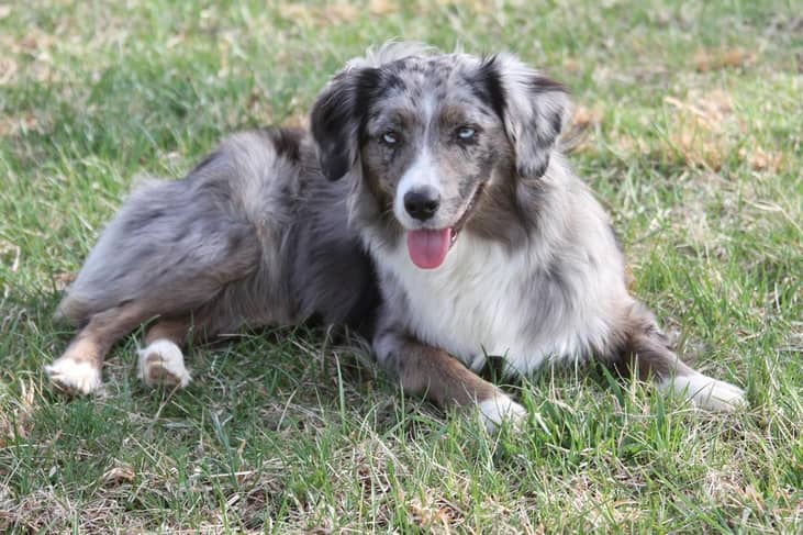 #33. Miniature American Shepherds