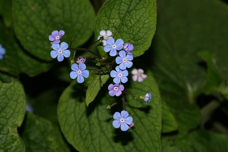 #35. Siberian bugloss