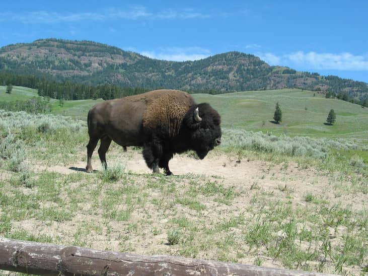 #36. September 2: Bison Ten Yell Day