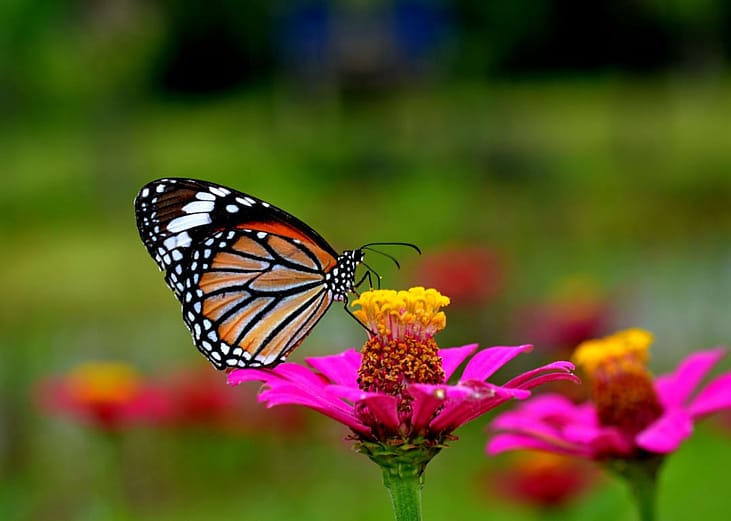 A butterfly on a pink and yellow flower.