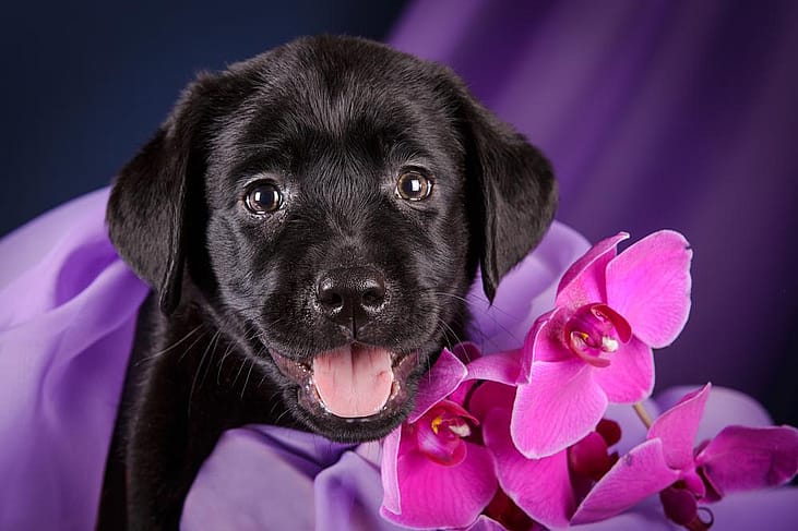 If you want a friend in Washington, get a dog.