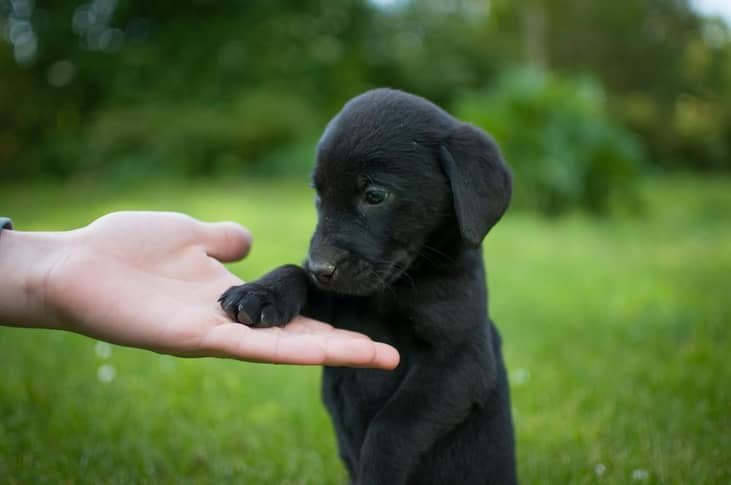 #8. Tucker