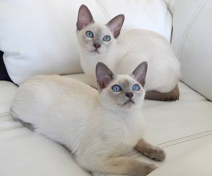 #14. Tonkinese (tie)