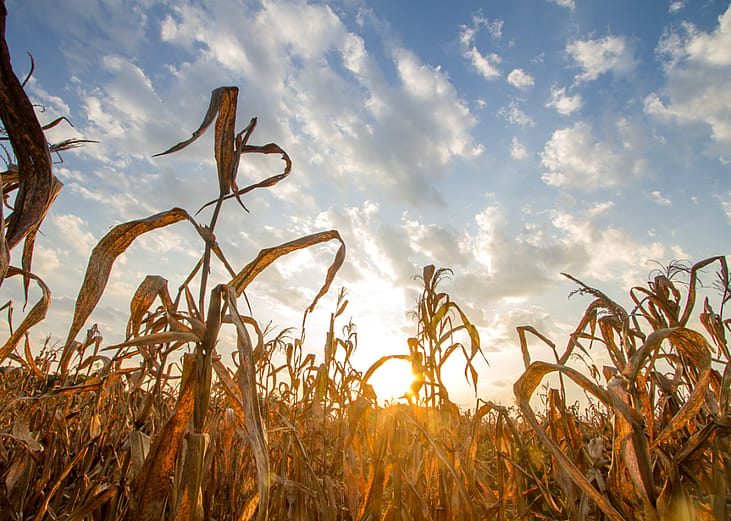 How climate change is impacting every state bird