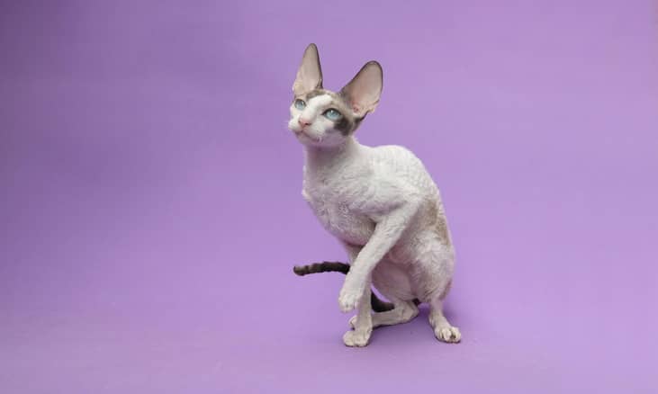 #5. Cornish rex